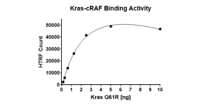 Kras Q61R–cRAF Binding Assay Kit